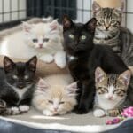 The Ultimate Guide to Finding Your Perfect Feline Companion: More Than Just "Cats for Sale"