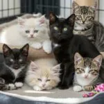 The Ultimate Guide to Finding Your Perfect Feline Companion: More Than Just "Cats for Sale"